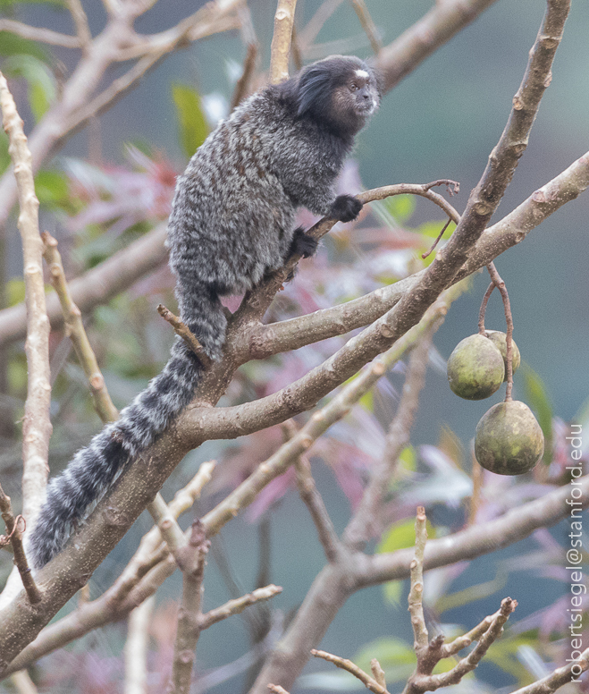 marmoset